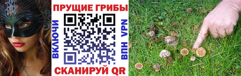 Галлюциногенные грибы Psilocybe Черняховск